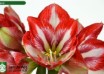 hippeastrum Pierrot (2)